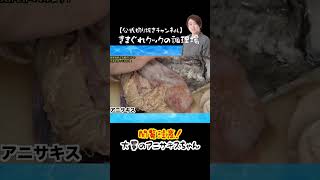 衝撃!大量のアニサキスが出てきました #shorts