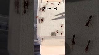 Moving My Colony Of Flying Ants | Trapjaw Ants (Odontomachus Ruginodus)