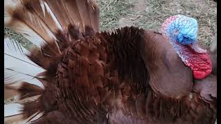 Amazing Male Turkey Showing Ritual Dancing . Open Transit Farm