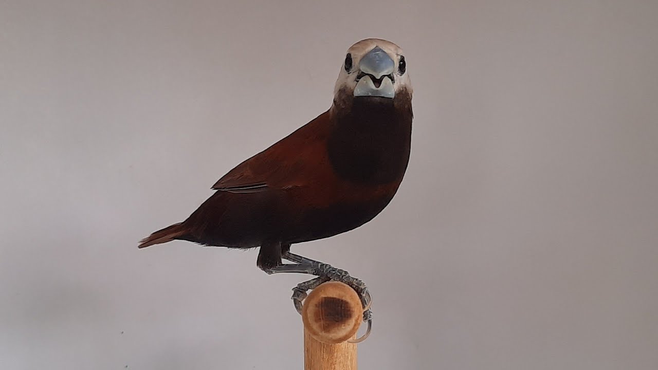 Bondol oto 