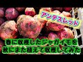 芽が出てしまったアンデスレッドを秋ジャガイモ栽培として植えて収穫☆すぎおふぁーむ