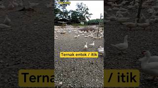 Download Lagu Ternak ENTOK / bebek Kosta rambon #shorts MP3