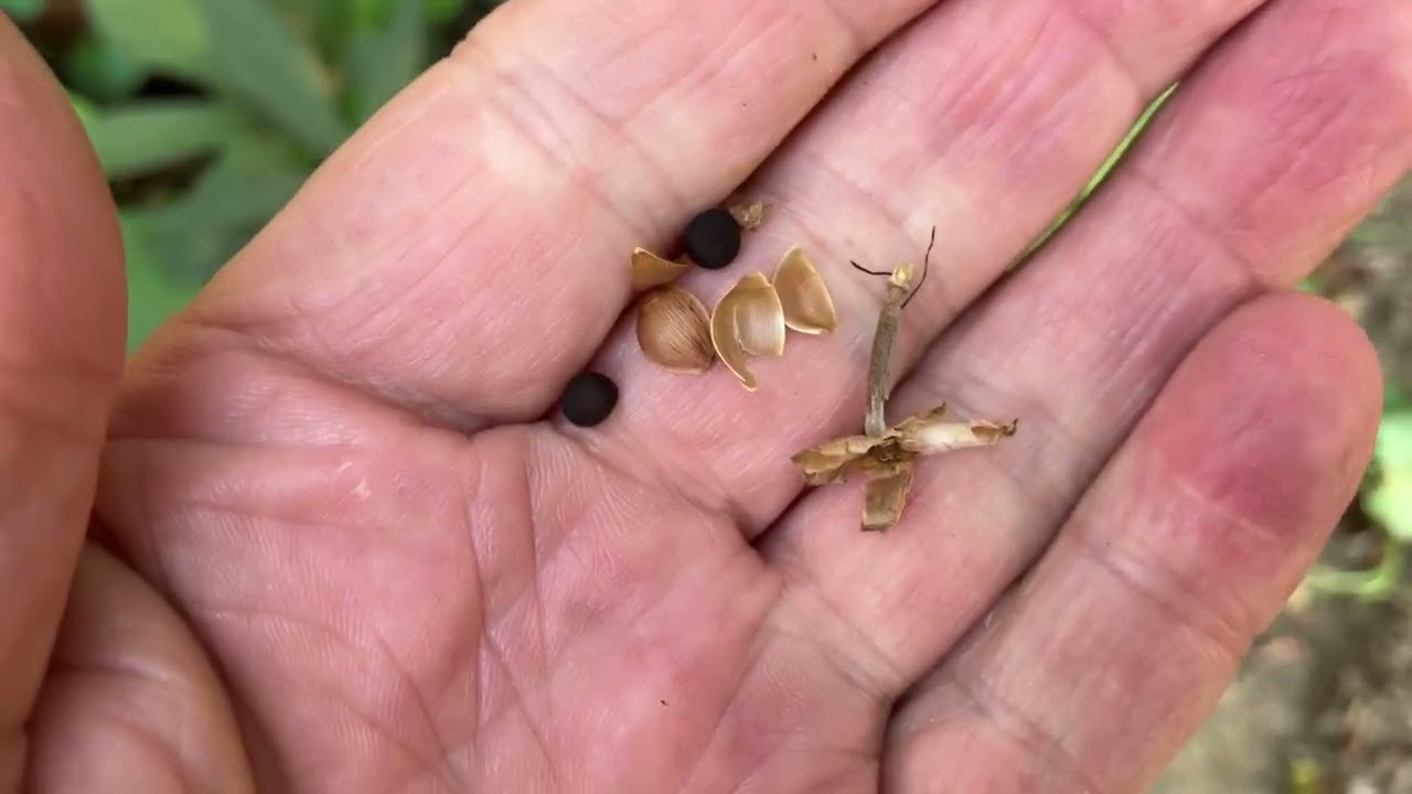 True Sweet Potato Seed (Collection of Seeds and Evaluation of Plants)