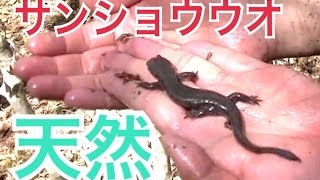 渓流でサンショウウオ捕獲！