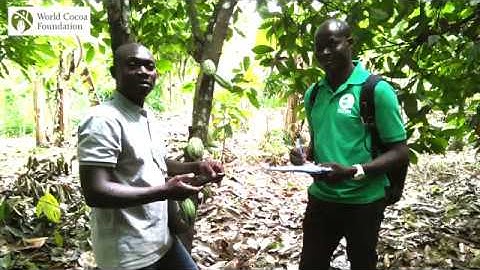 The Value of Data in Promoting Cocoa Sustainability