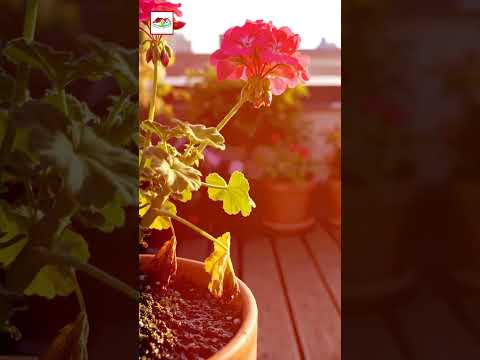 গাছের ফুল ঝরে যাচ্ছে কেন? | Flower Drop Prevention in Plants Bangla