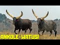 RAÇA ANKOLE-WATUSI - Uma das mais antigas do Mundo!!