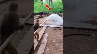 Monkey tries to help dog to escape from leopard