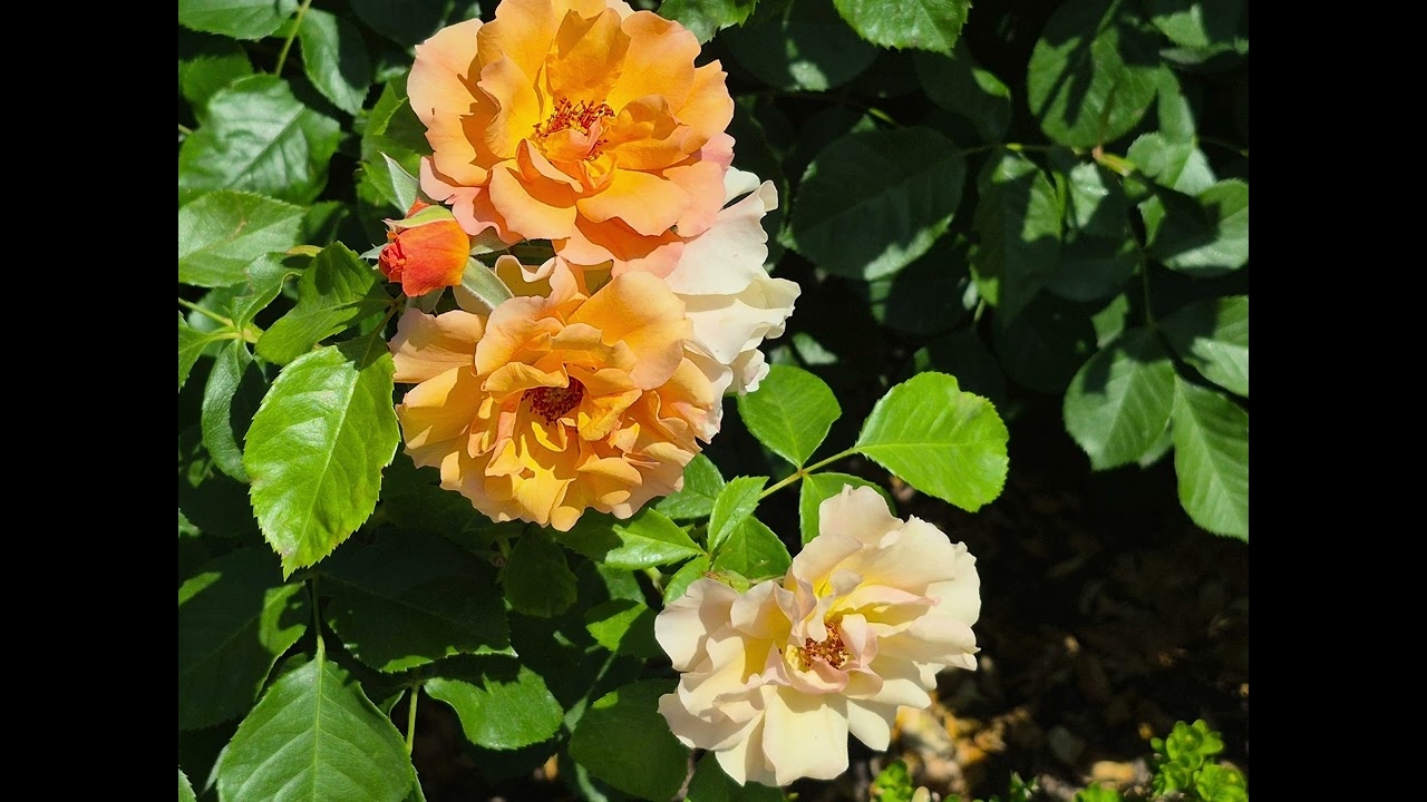 SABIDURIA. CAPITULO 7