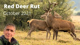 Red Deer Rut October 2021
