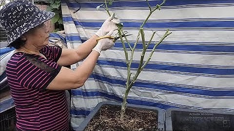 Cà tím cắt hết cành cho ra nhiều nhánh và trái đợt mới | Khoa Hien 486