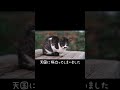亡き猫を探しさまよう姉妹猫【捨て猫】#shorts