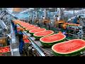 Inside a Modern Watermelon Factory: From Fresh Watermelon to $99000 business profit
