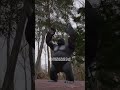 Bro Think Can Win 100 Men Vs 1 Gorilla Challenge рџ Ђ Shorts Animation 3danimation Fyp Mrbeast Bro Think Can Win 100 Men Vs 1 Gorilla Challenge рџ Ђ Shorts Animation 3danimation Fyp Mrbeast