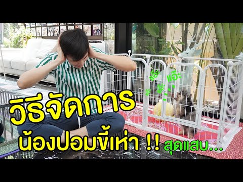 วีดีโอ: การรักษาสุนัขหายใจไม่ดี