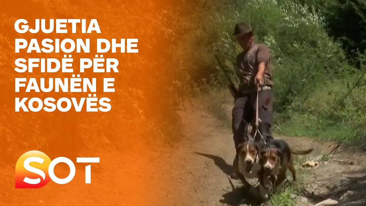 Gjuetia pasion dhe sfidë për faunën e Kosovës 03 08 2021
