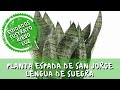 Sansevieria: espada de San Jorge - Snake Plant - cuidados y reproducción / Respondiendo preguntas