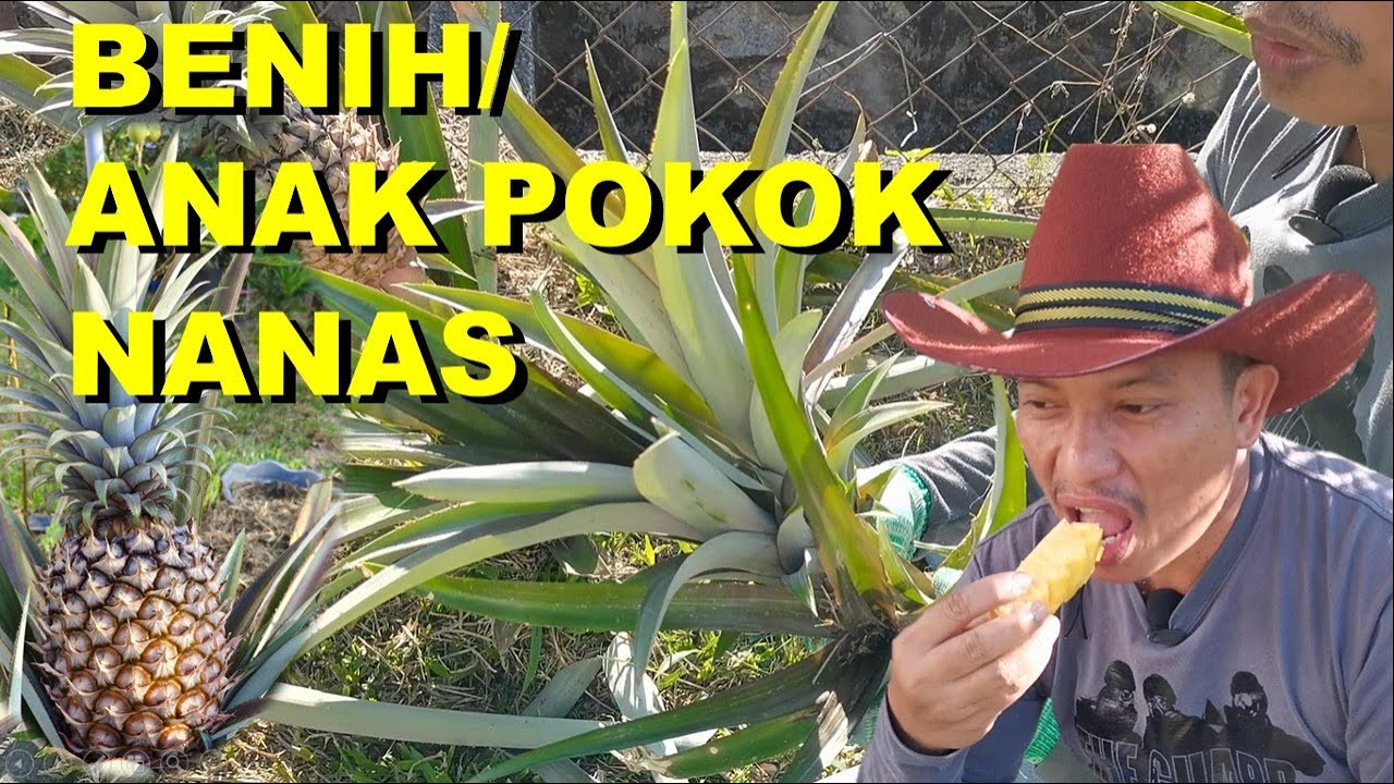 Part 1: Penanaman Nanas Tepi Rumah - Cara Mendapatkan Benih Pokok Nanas Yang Perlu Anda Tahu