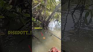 Terlalu banyak ikan di bawah akar ini..!! Asal turun umpan langsung disedot #mancing_dilaut