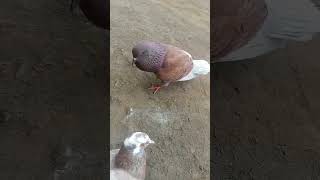 bahan kolong #burung #merpati #kolongan #murai #music #ai #rock #kenari #cucakijo