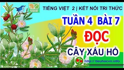 Tuần 3 Bài 7 Đọc: Cây xấu hổ Trang 31 | Tiếng Việt 2 Sách Kết nối tri thức