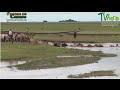 Trabajo de invierno en los llanos orientales ganadera extensiva  tvagro por juan gonzalo angel