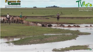 Trabajo de Invierno en los Llanos orientales (Ganadería extensiva)  TvAgro por Juan Gonzalo Angel