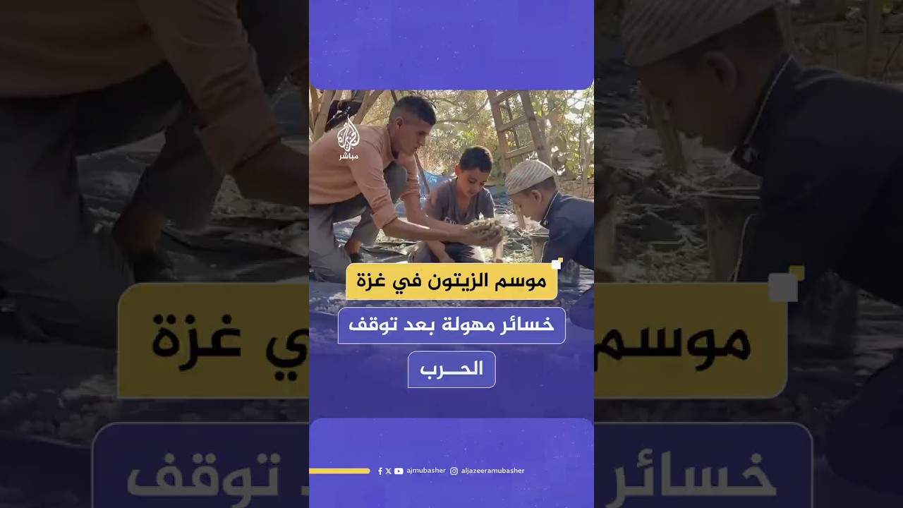 لأول مرة منذ عامين.. موسم الزيتون بدون حـ ـرب في قطاع غـ ـزة ومزارعون يكشفون حجم الخسائر