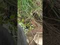 Give Mother Boar Feed in Forest #warthog #pig #boar #hog #viral #animal #wildpig #wildboar #wildlife