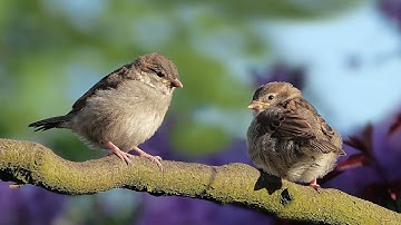 Instant Relief from Stress and Anxiety, Birds Singing in the Forest, Deep Healing Music for The Body