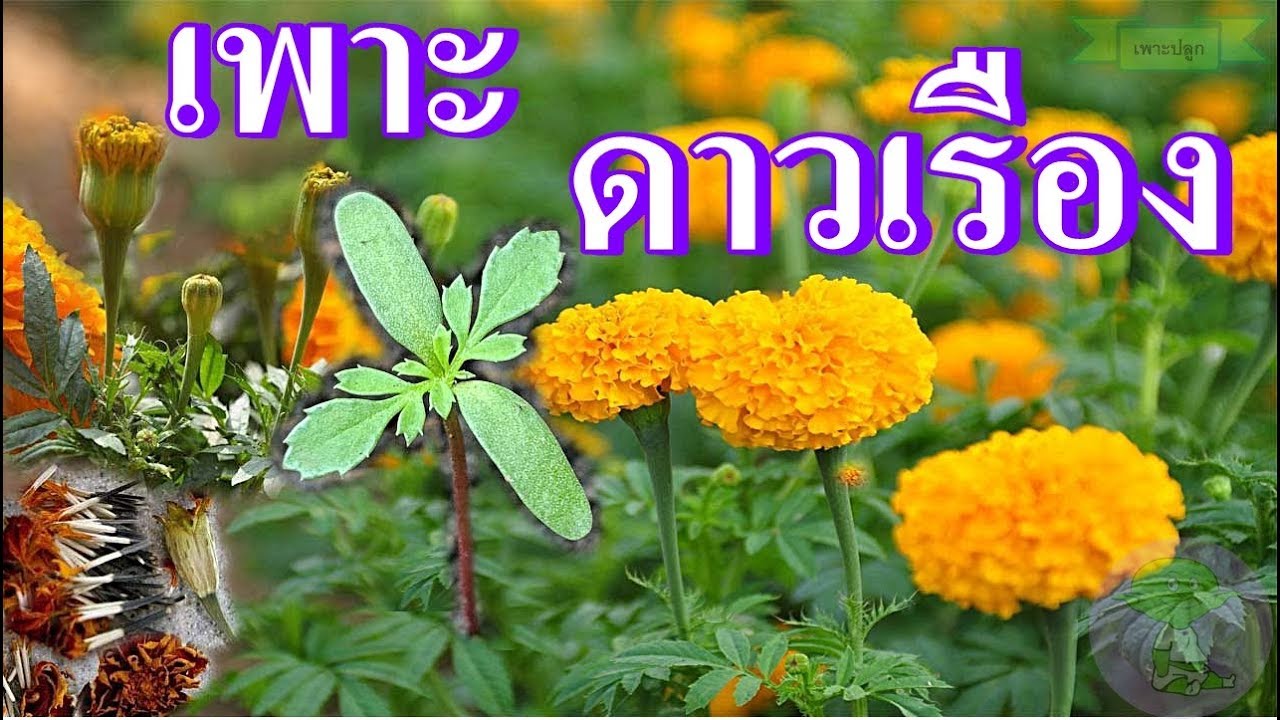 ดอกดาวดึงส์ Update 2022 วิธีปลูกดอกดาวเรือง | เพาะดอกดาวเรืองให้งอกด้วยเมล็ด