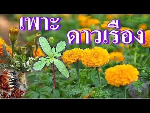 วิธีปลูกดอกดาวเรือง | เพาะดอกดาวเรืองให้งอกด้วยเมล็ด