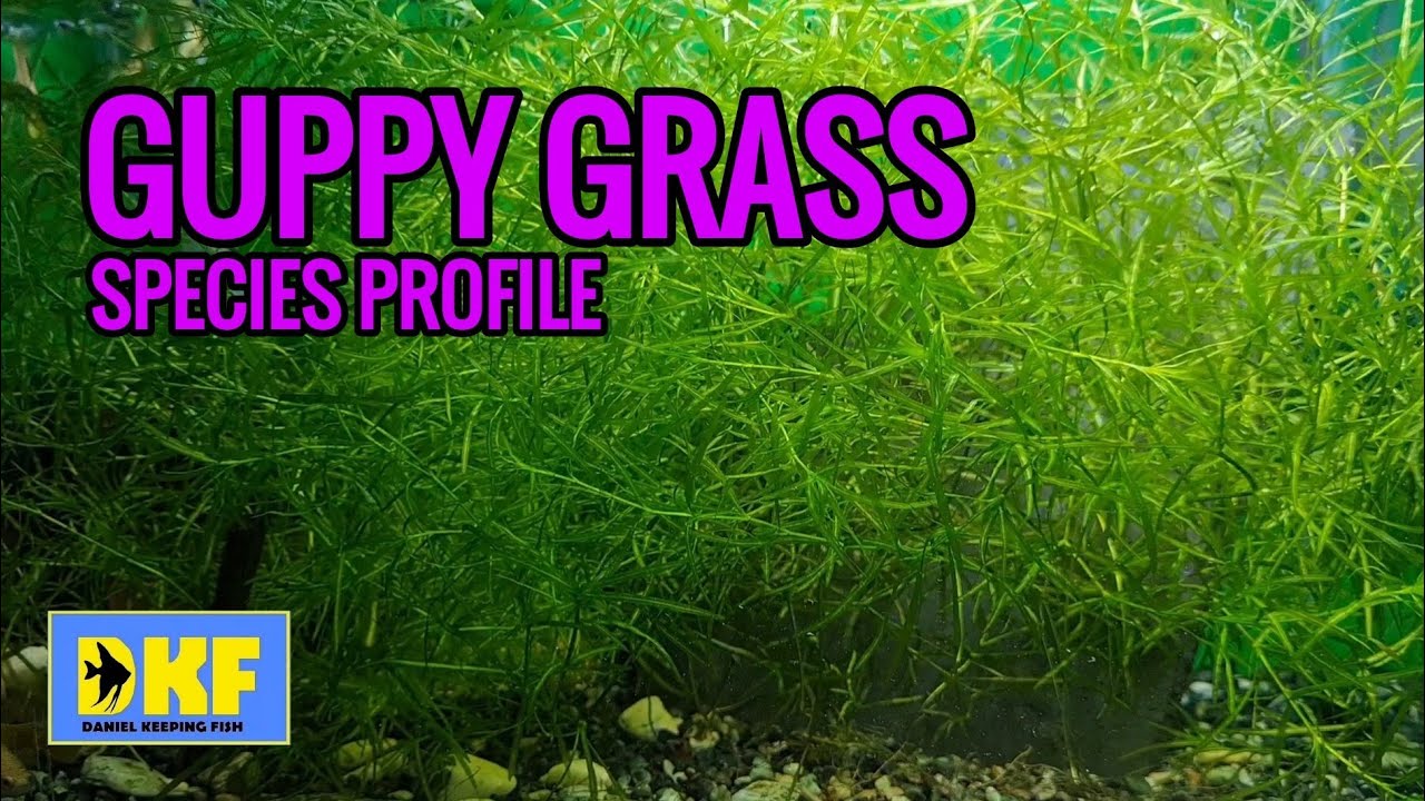 GUPPY GRASS SPECIES PROFILE