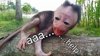 Oh no..! Baby monkey Cutis screams for help, what happened..?
