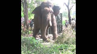 Captured majestic elephant | Jungle Animals | 象 |فيل | Wildlife | Animaux shorts