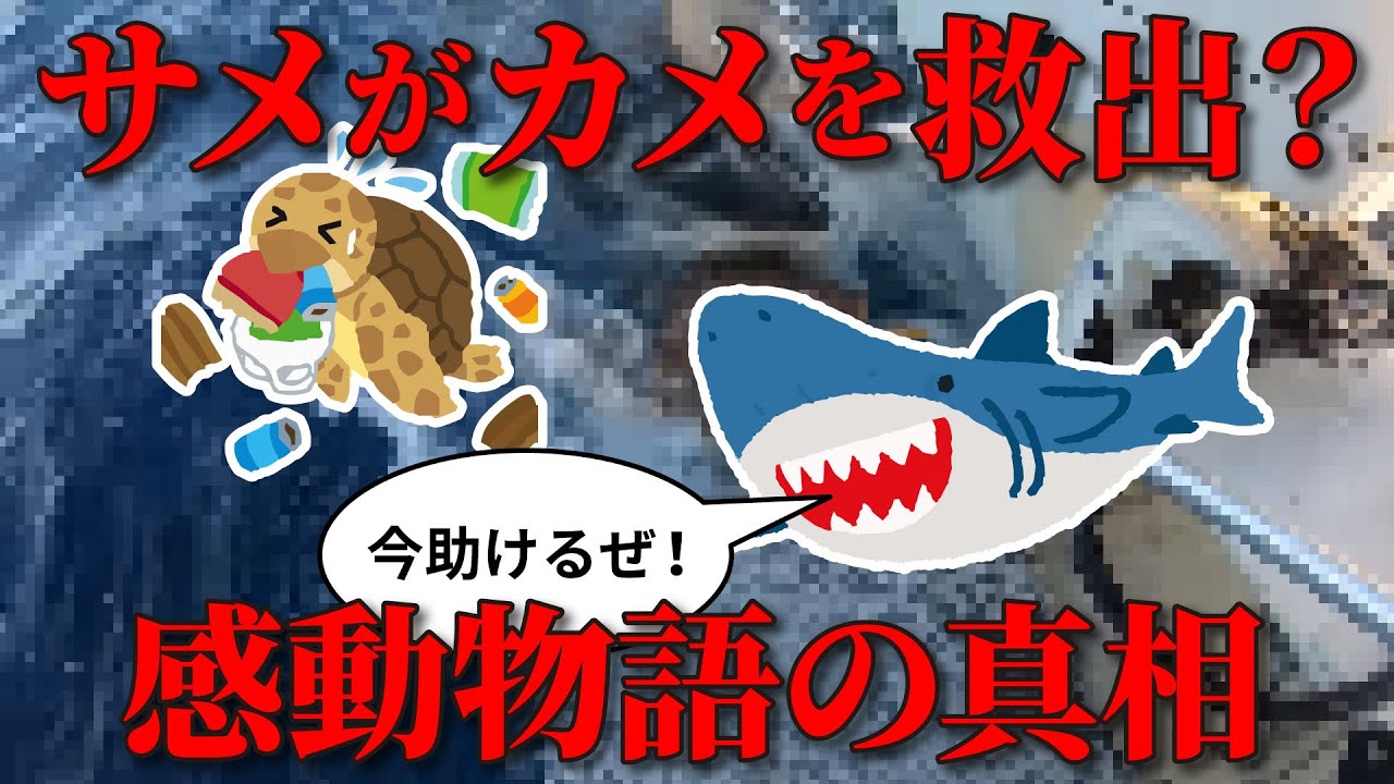 A friendship that transcends species? What's the truth behind the