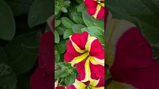 View ASMR FACT?HEARTS ON FLOWERS JUST AWESOME.✨✨PETUNIA asmr nature pickNgift