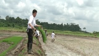 Agriculture: La Chine initie les coopératives ivoiriennes aux techniques culturales de riz