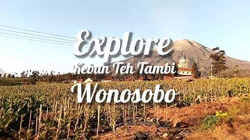 Explore Kebun Teh Tambi Wonosobo