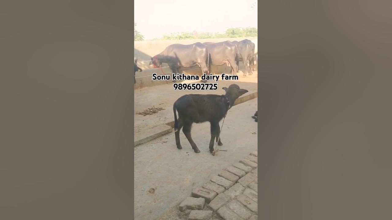 sonu kithana dairy farm YouTube