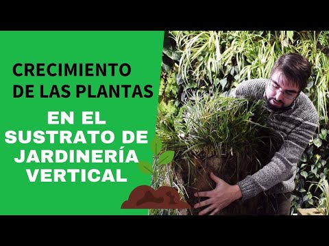 Video: Tipos de plantas transitables: información sobre el uso de plantas transitables en jardines