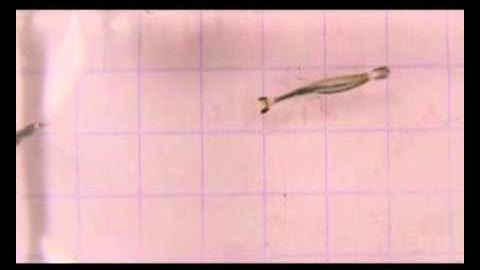 Larval hunter uses bifocal lenses to trap prey