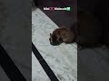#cat #catshorts #kitten #kitty #babykittens #ジブ #animals #funny #cutecat #pets #toocute #cutesy