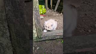 Download Lagu SOMETHING ELSE BELOVED MP3