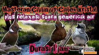 masteran cililin vs masteran ciblek kristal ngebren jernih