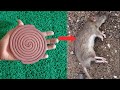 Kill rats with mosquito coil ||just 30 Minutes or Less ||