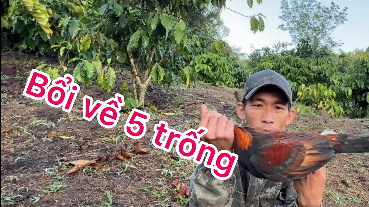Phương lele TV bẫy gà rừng bằng gà mồi mái bổi về nguyên bầy 