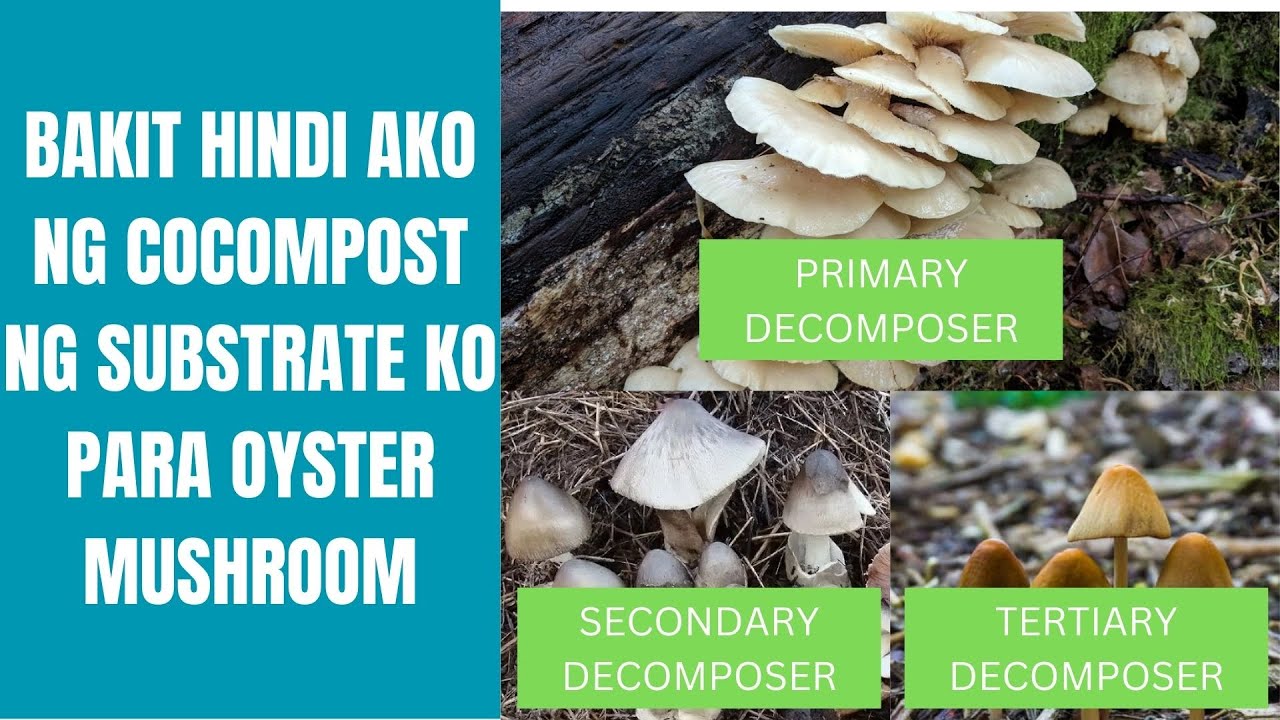 BAKIT HINDI AKO NG NG SUBSTRATE KO PARA OYSTER MUSHROOM