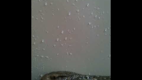 Taming my Savannah Monitor