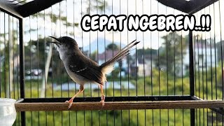 suara burung CIBLEK SEMI GACOR Ngebren Ampuh untuk Pancingan Ciblek Kristal dan Masteran Ciblek
